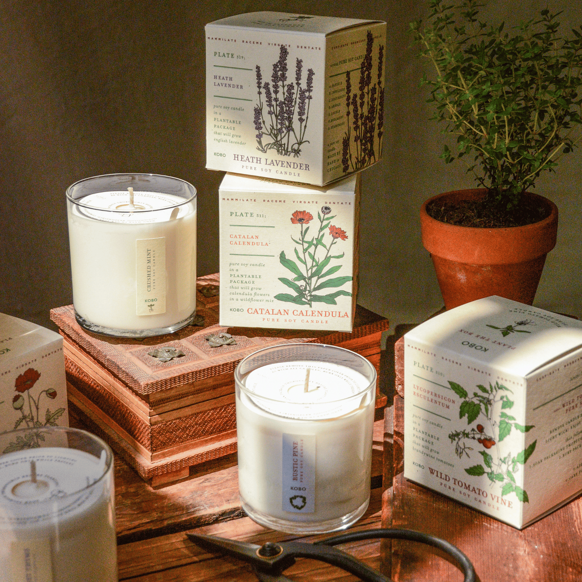 Alternate Image of Wild Tomato Vine Plant the Box Candle