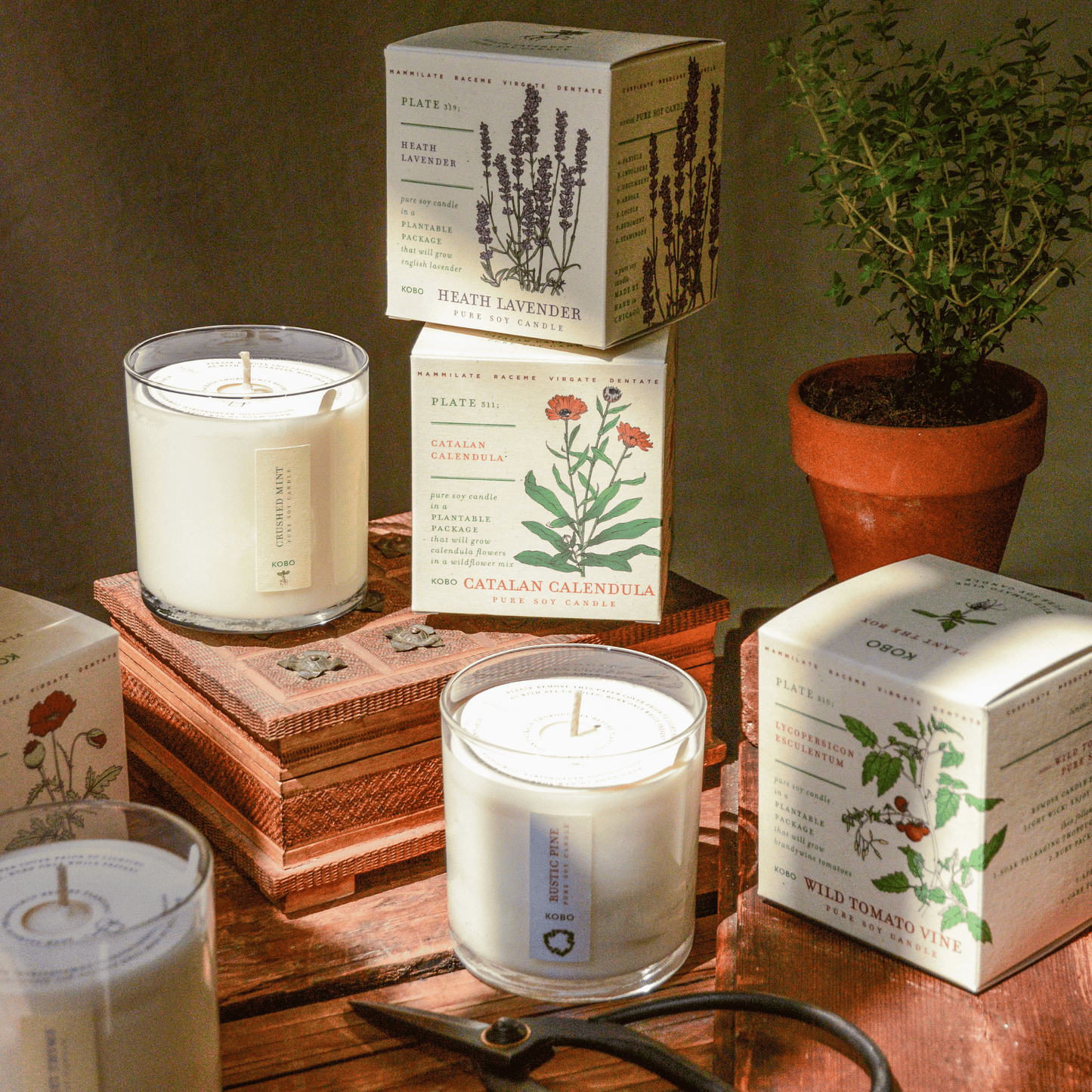 Alternate Image of Heath Lavender Plant the Box Candle