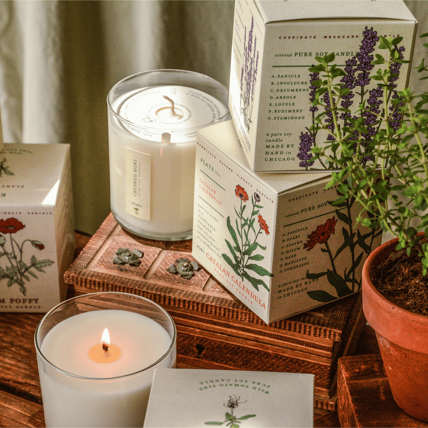 Alternate image of Heath Lavender Plant the Box Candle