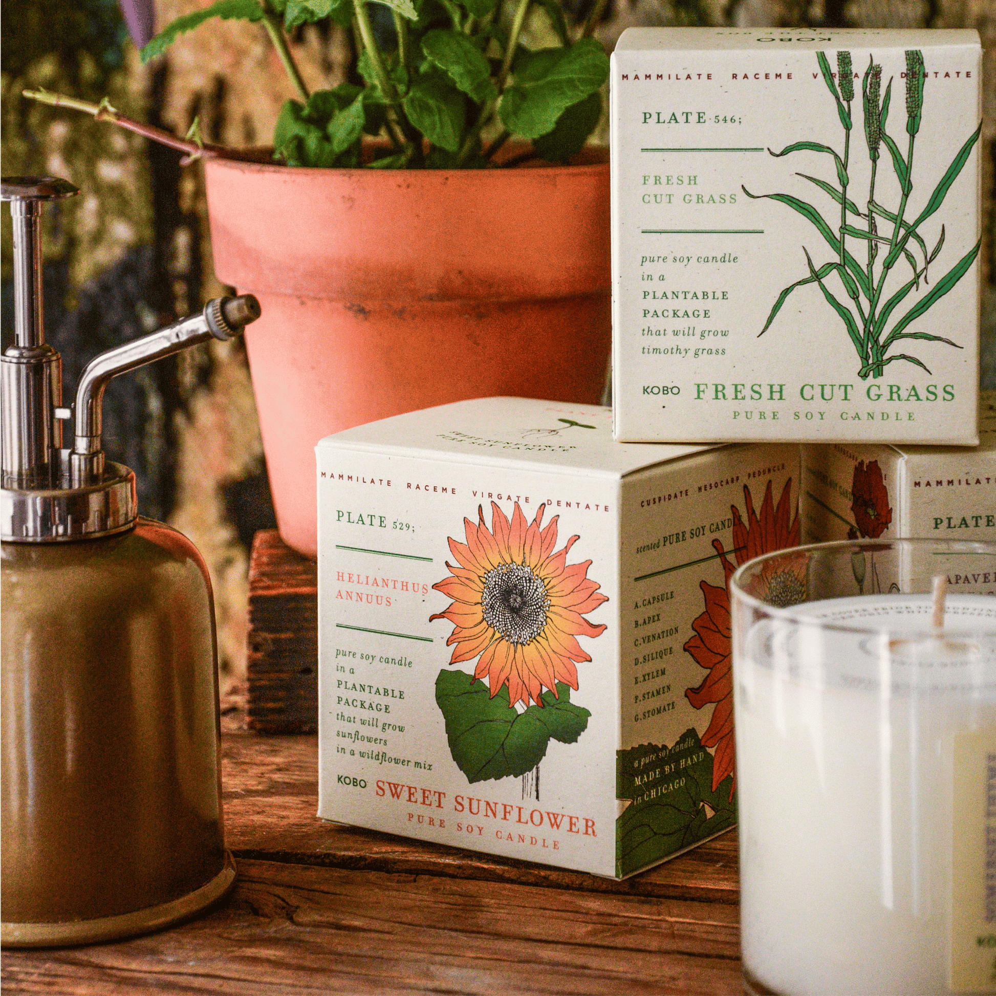 Alternate Image of Fresh Cut Grass Plant the Box Candle