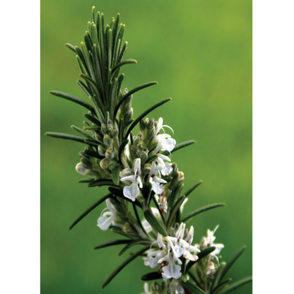 Auroma Rosemary Morroccan Essential Oil (0.33 fl oz) #10259